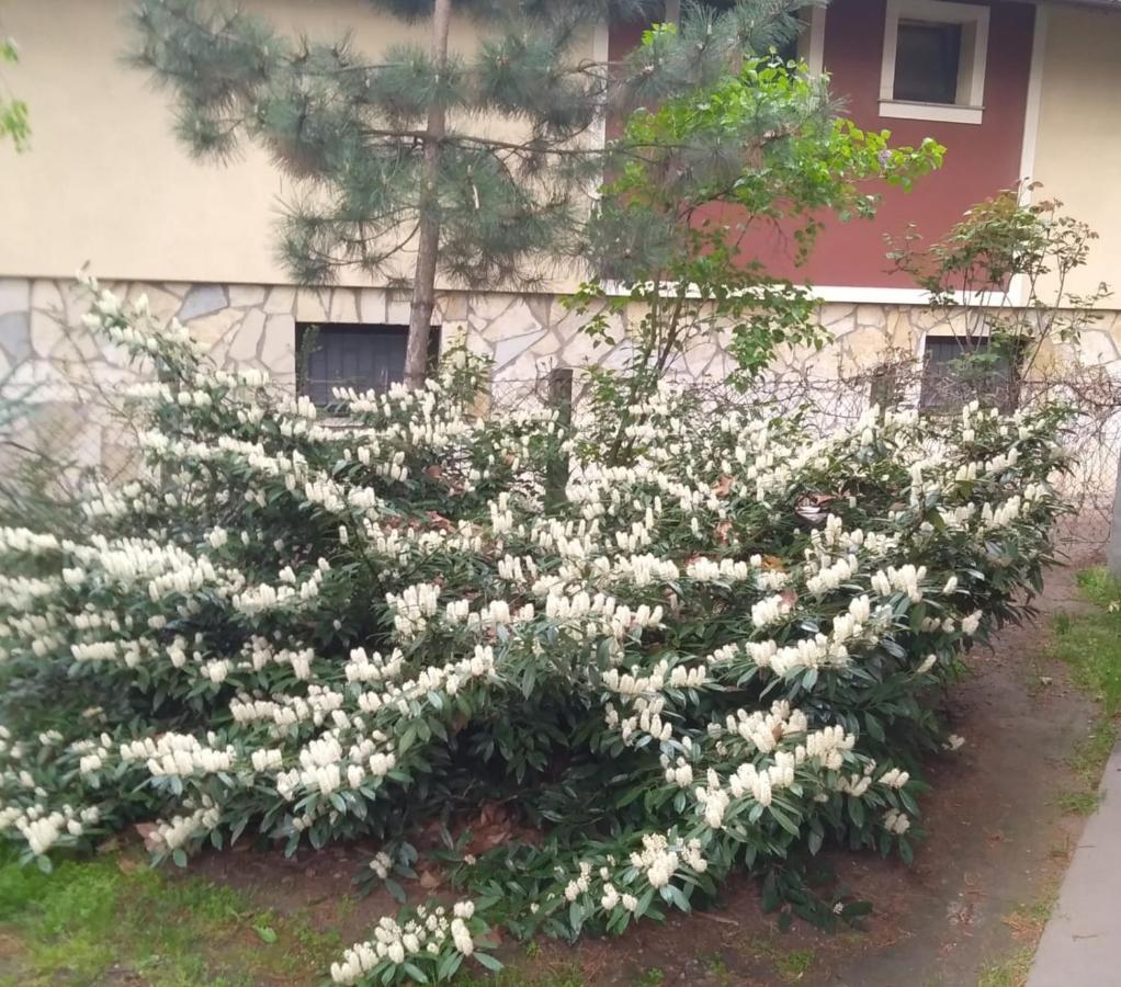 Sandrea Studio Apartment Subotica Luaran gambar